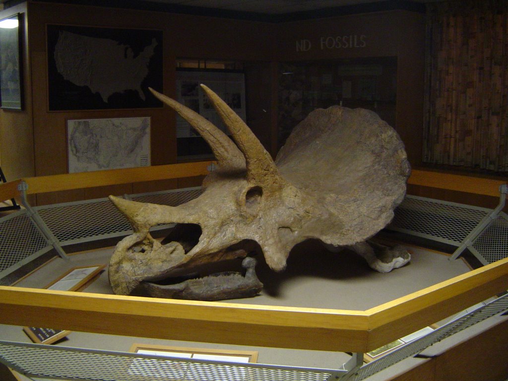 Mon, 03/27/2006 – 11:05 [Triceratops skull]